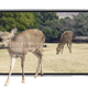 Illustration for article titled Toshiba Working On Glasses-Less 3DTV Using Parallax Barrier Technology